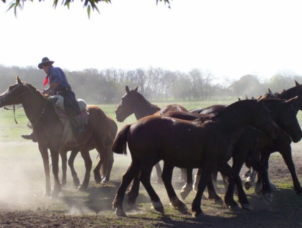 Don Silvano Fiesta Gaucha - Imagen 2