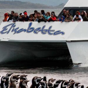 Canal Beagle Pinguinera