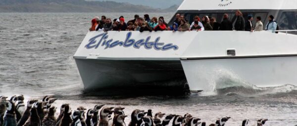 Canal Beagle Pinguinera