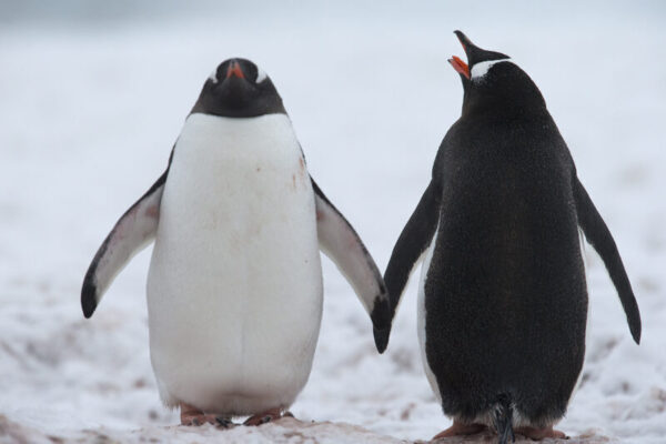 Canal Beagle Pinguinera - Imagen 2