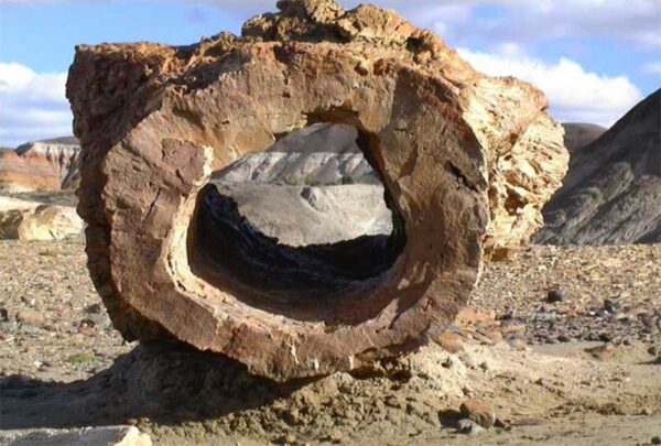 Bosque Petrificado La Leona
