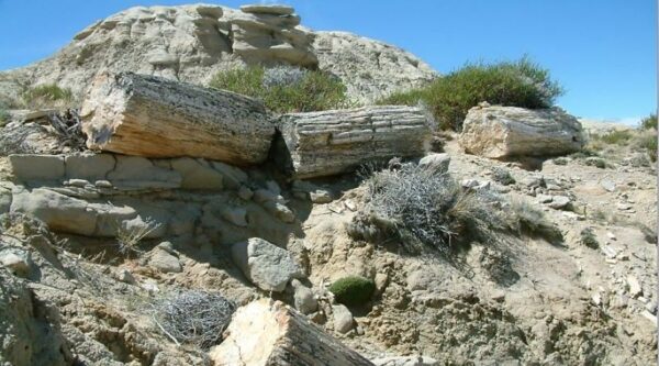 Bosque Petrificado La Leona - Imagen 4