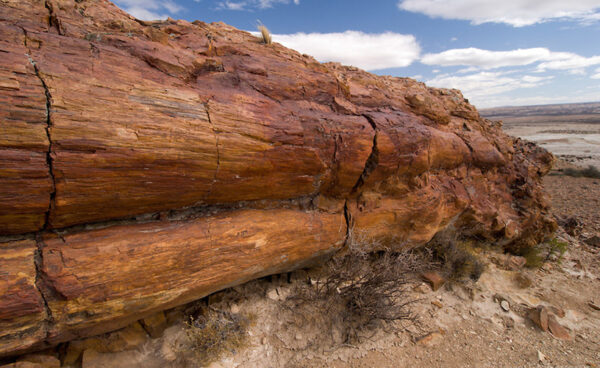 Bosque Petrificado La Leona - Imagen 2