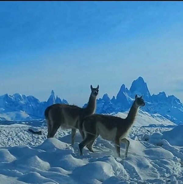 El Chalten full day