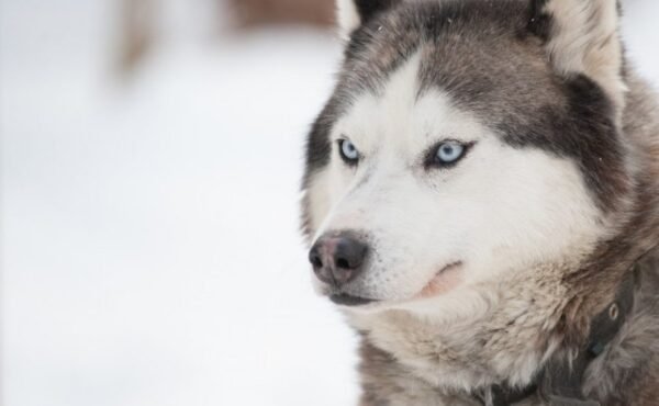 Experiencia Husky