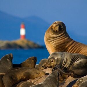Canal Beagle e Isla de los Lobos