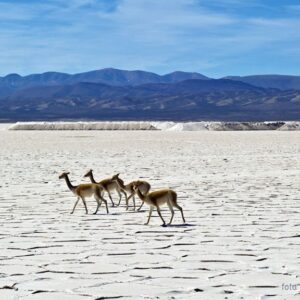 Vuelta por las alturas en 4x4 Salinas Grandes