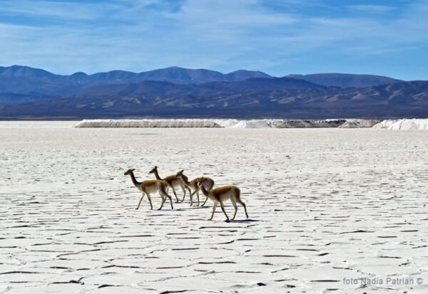 Vuelta por las alturas en 4x4 Salinas Grandes