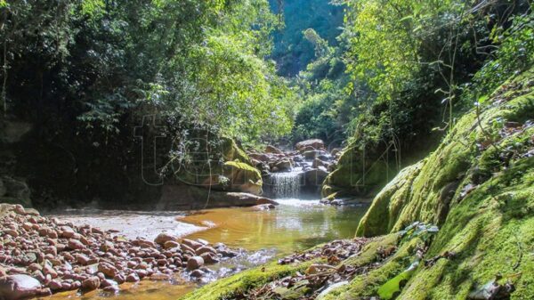 Parque Nacional Calilegua - Imagen 4