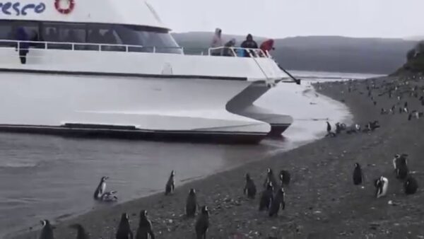 Canal Beagle Pinguinera - Imagen 6