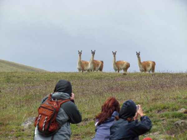Safari Experience - Imagen 2